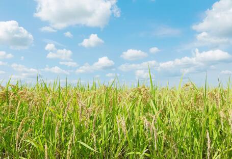 各地政策頻出，生物質發(fā)電引重視