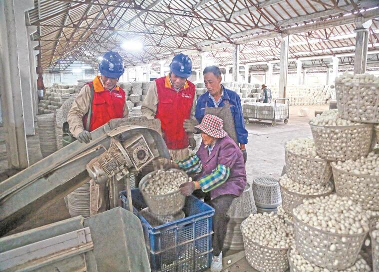 江蘇省東臺(tái)市:小鎮(zhèn)桑蠶產(chǎn)業(yè)“破繭”升級(jí)