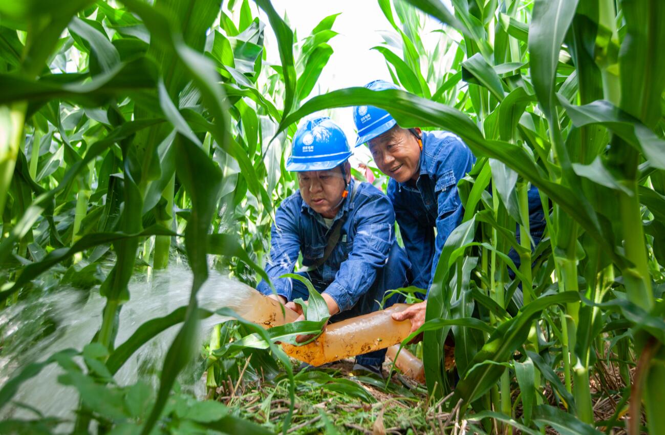 河南滑縣供電公司:讓秋糧“飲水止渴”