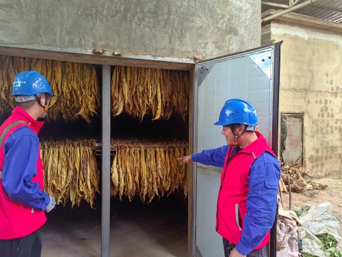 國網(wǎng)會(huì)理市供電公司:金葉飄香“趕烤”忙 優(yōu)質(zhì)服務(wù)助增收