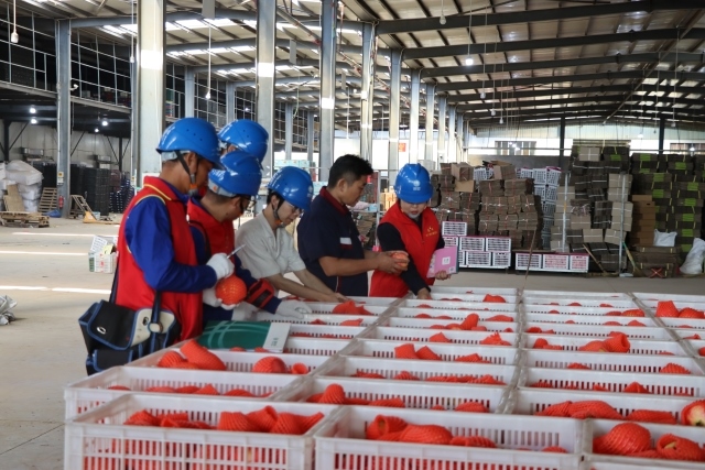 國網(wǎng)四川涼山會(huì)理市供電公司:當(dāng)好石榴“電管家” 助力果農(nóng)迎豐收