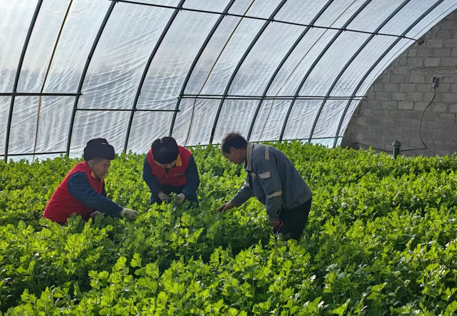 國網(wǎng)西和縣供電公司:聚焦機(jī)井電力設(shè)施排查 筑牢農(nóng)業(yè)安全生產(chǎn)防線