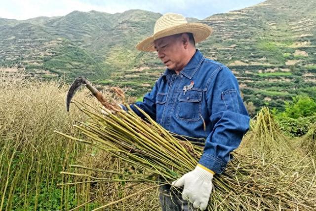 國網(wǎng)禮縣供電公司:油菜豐收 愛心助力